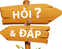 Hoi Dap